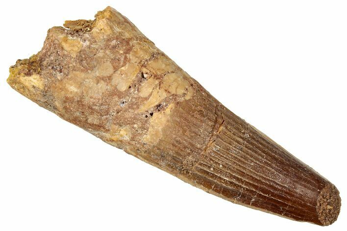 Fossil Spinosaurus Tooth - Real Dinosaur Tooth #357458